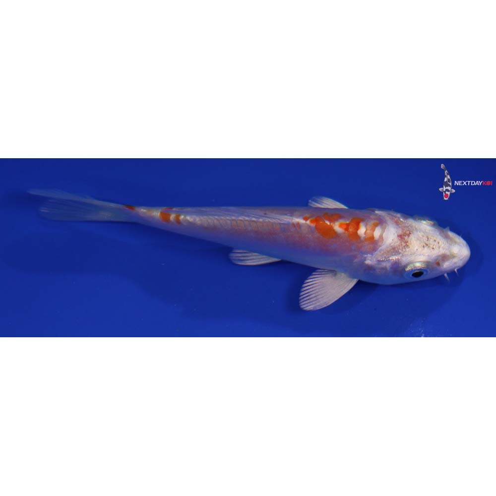 4” Imported Kikusui