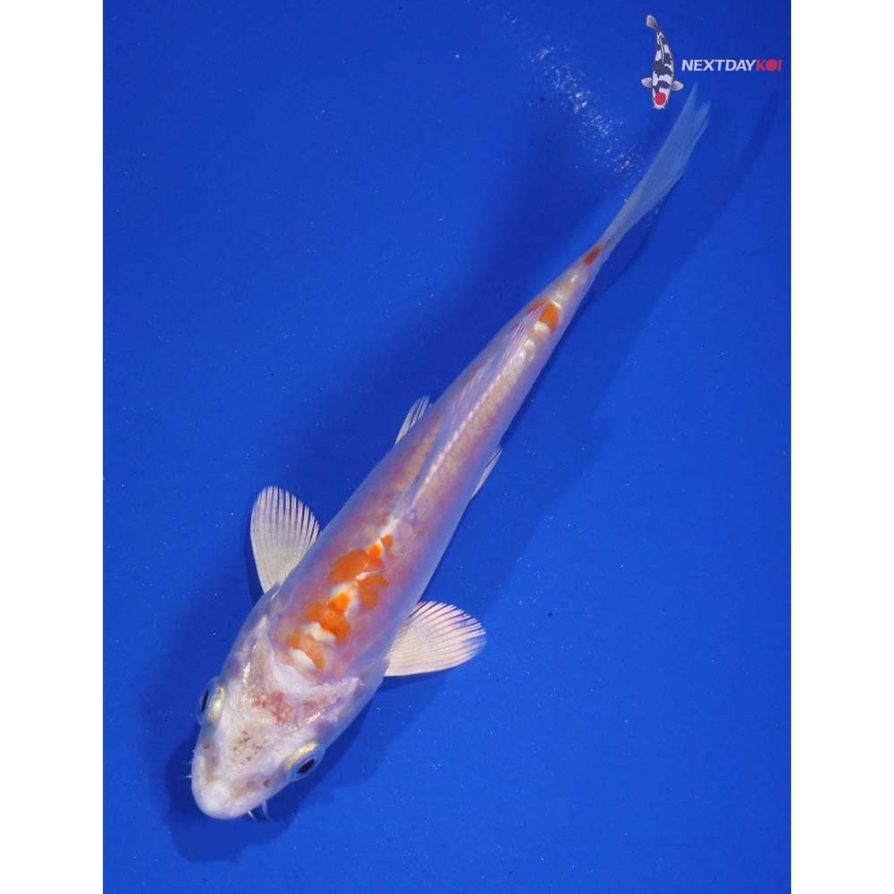 4” Imported Kikusui