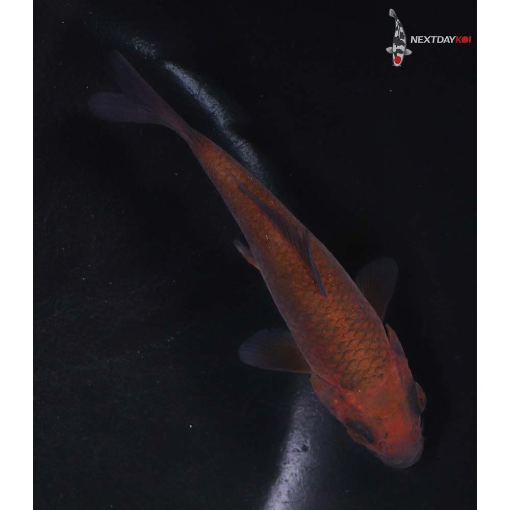 4” Imported Chagoi