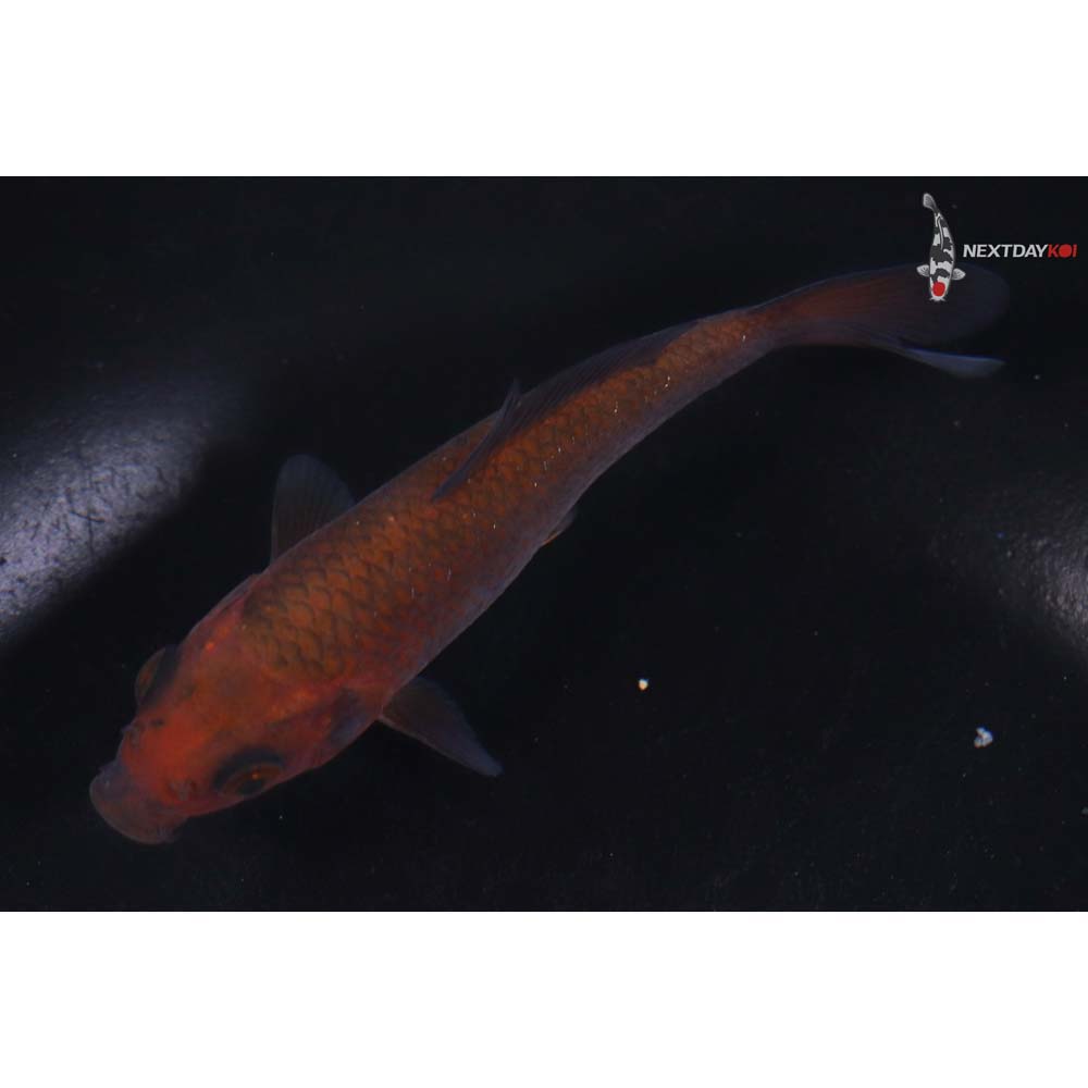 4” Imported Chagoi