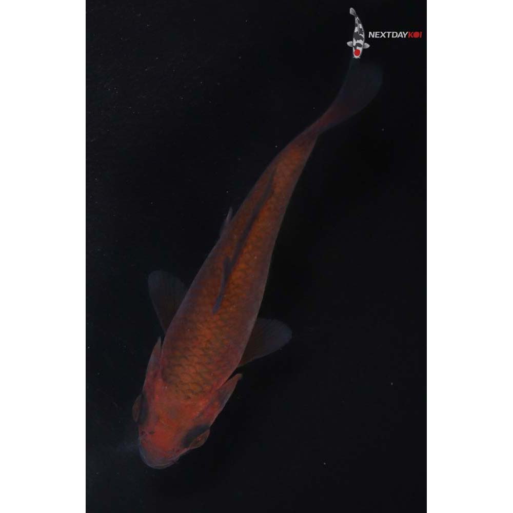 4” Imported Chagoi