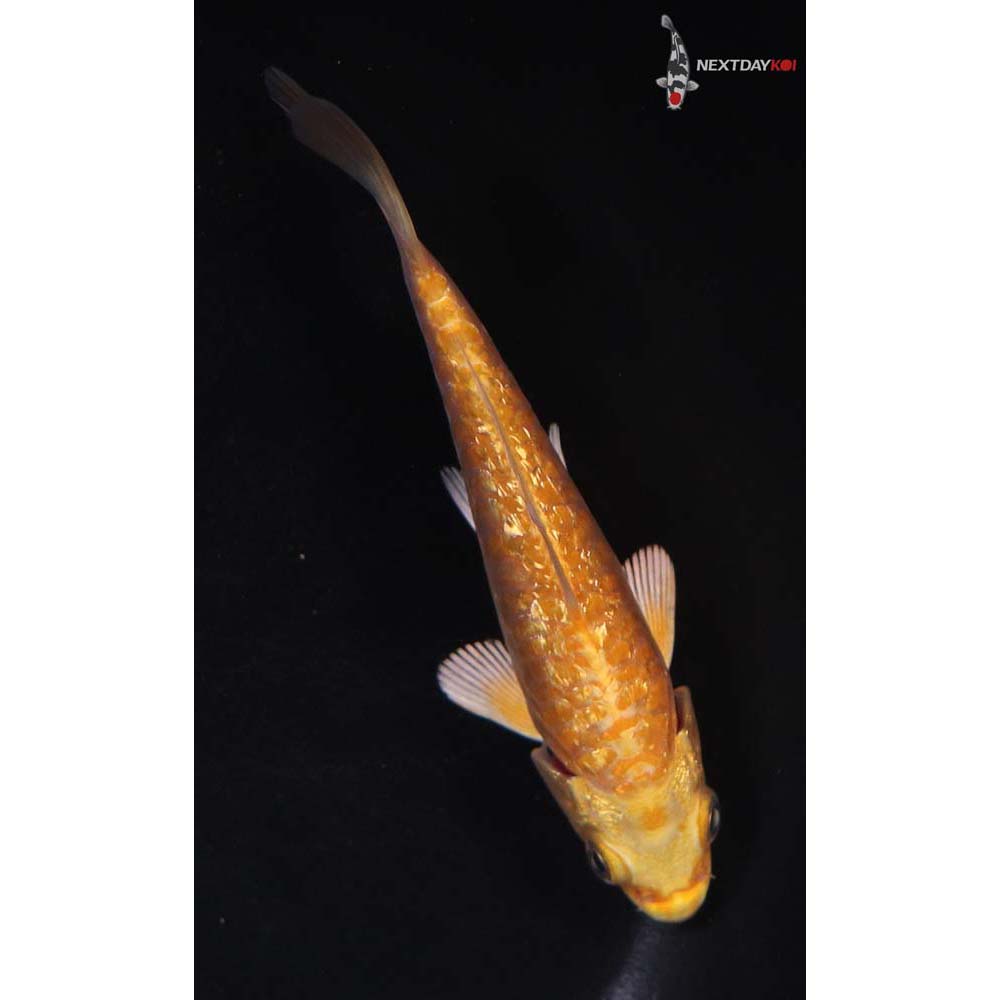 4.5” Imported Gin Rin Armor Scaled Yamabuki Ogon