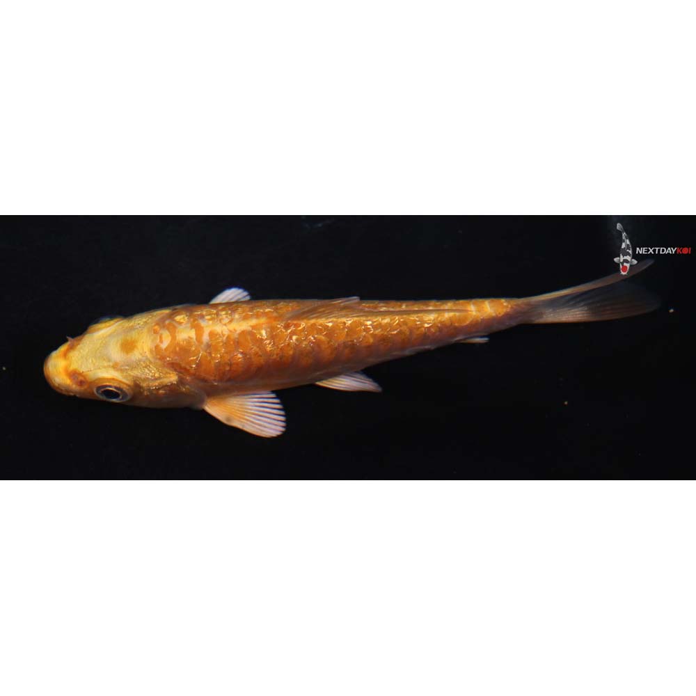 4.5” Imported Gin Rin Armor Scaled Yamabuki Ogon