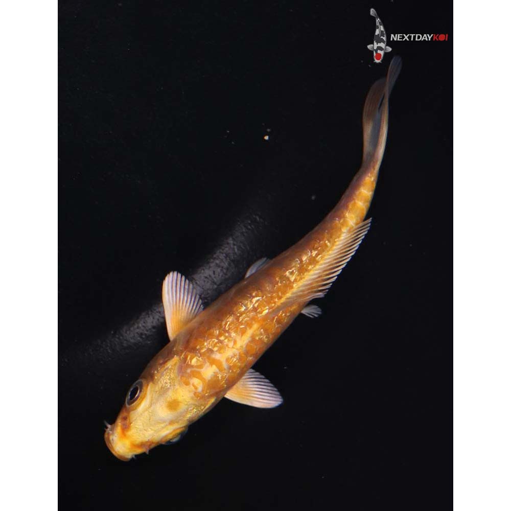 4.5” Imported Gin Rin Armor Scaled Yamabuki Ogon