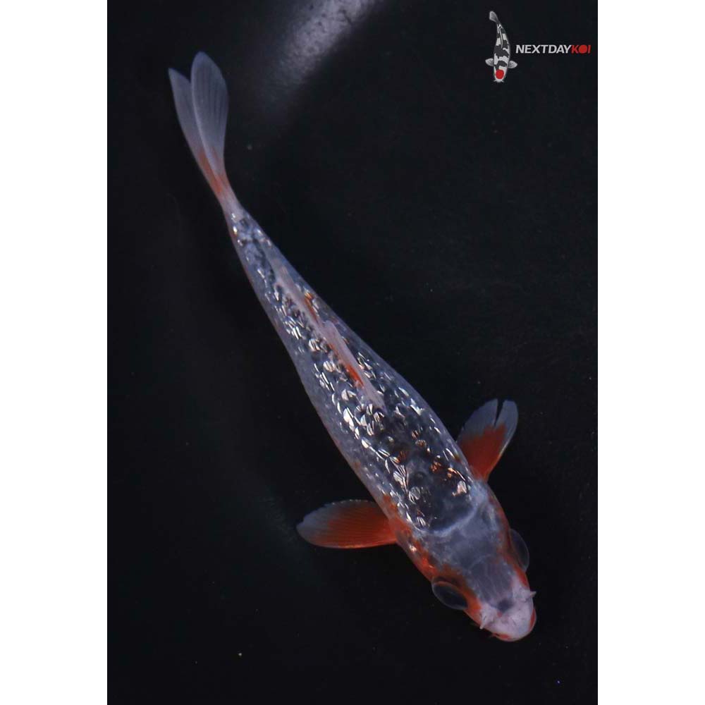 4.5” Imported Gin Rin Asagi