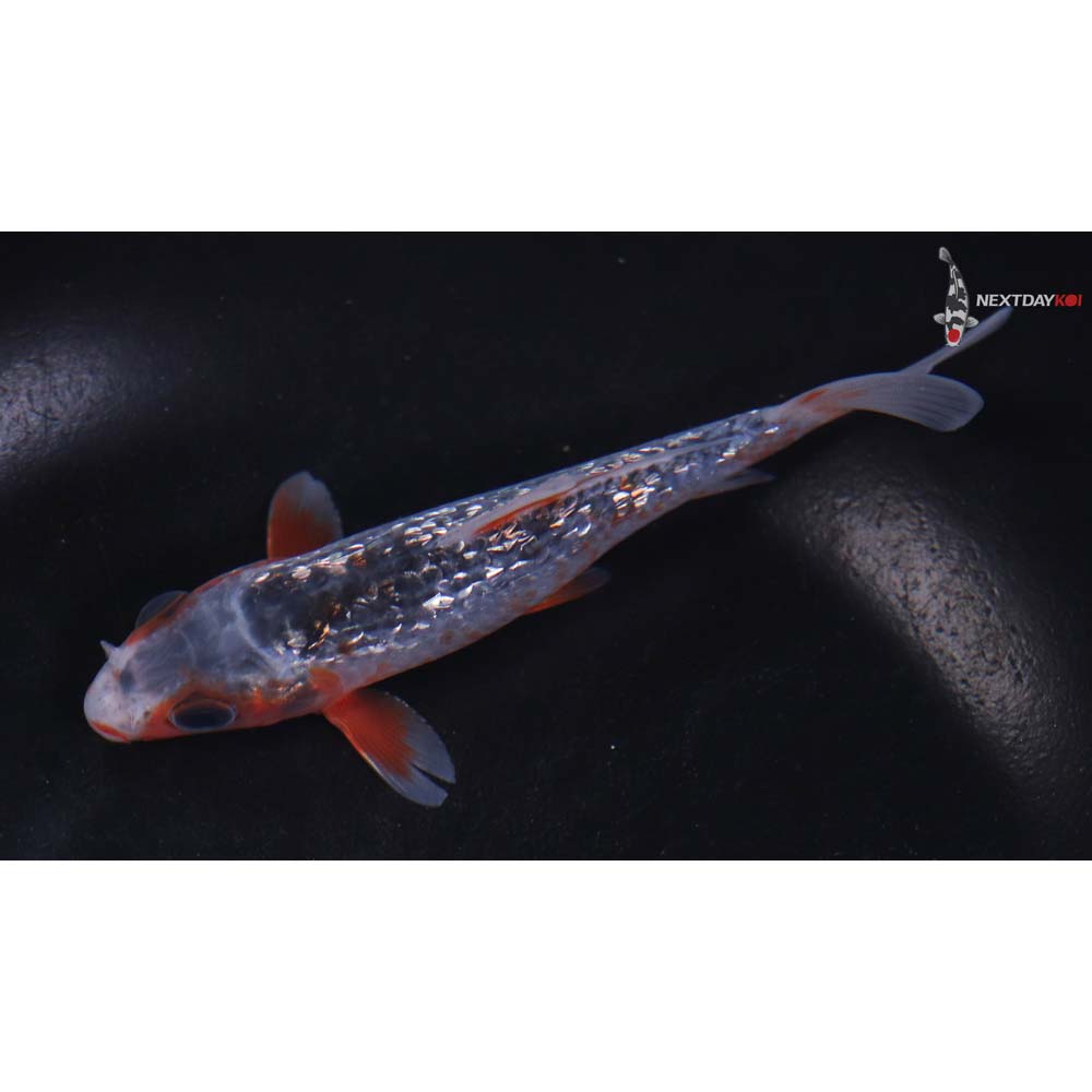 4.5” Imported Gin Rin Asagi