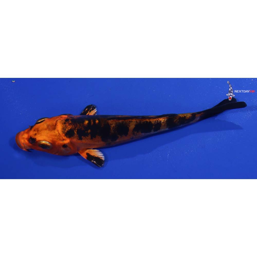 4.5” Imported Doitsu Kin Aka Bekko