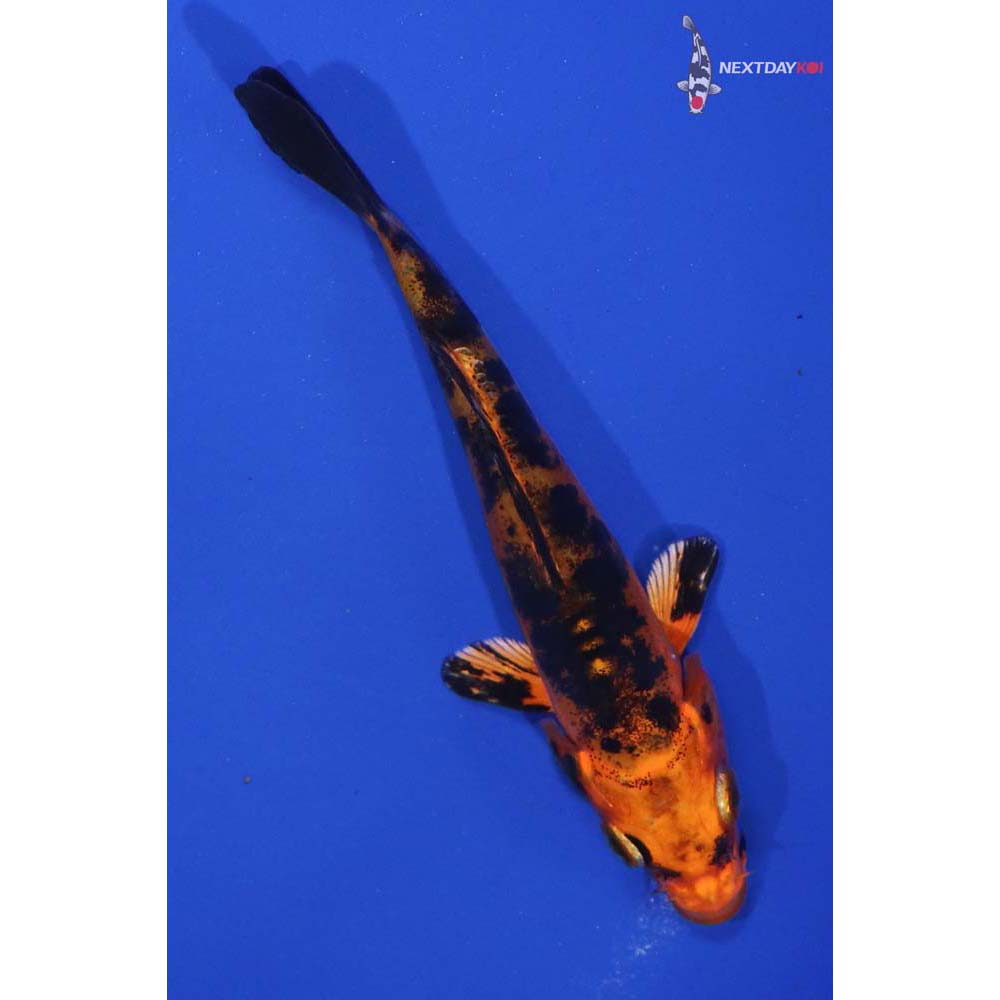 4.5” Imported Doitsu Kin Aka Bekko