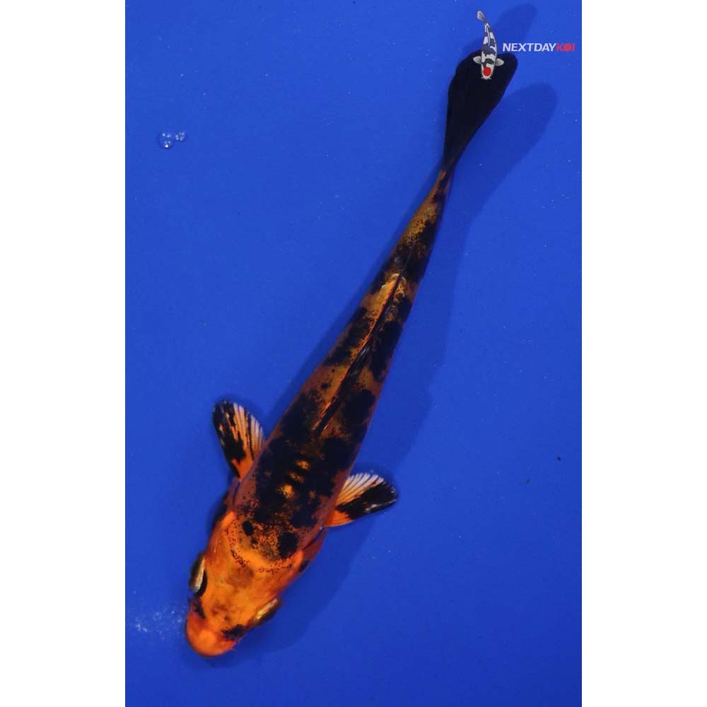 4.5” Imported Doitsu Kin Aka Bekko