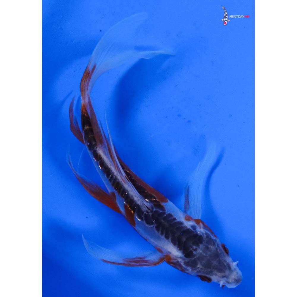 5” Imported Shusui Butterfly Koi