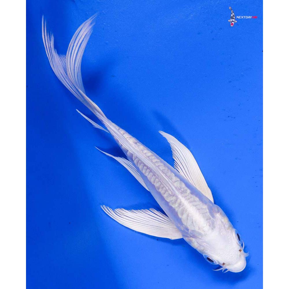 5” Imported Doitsu Platinum Ogon Butterfly Koi