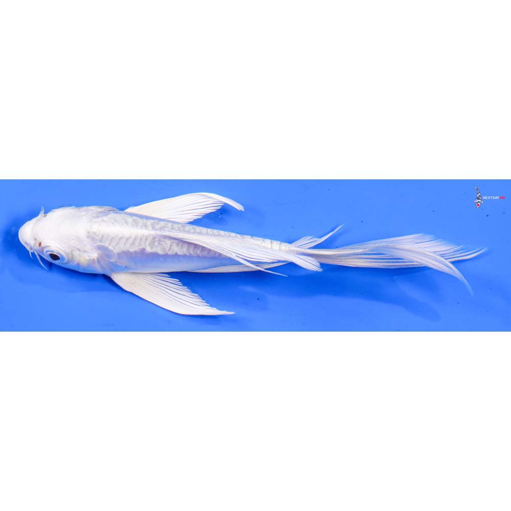 5” Imported Doitsu Platinum Ogon Butterfly Koi