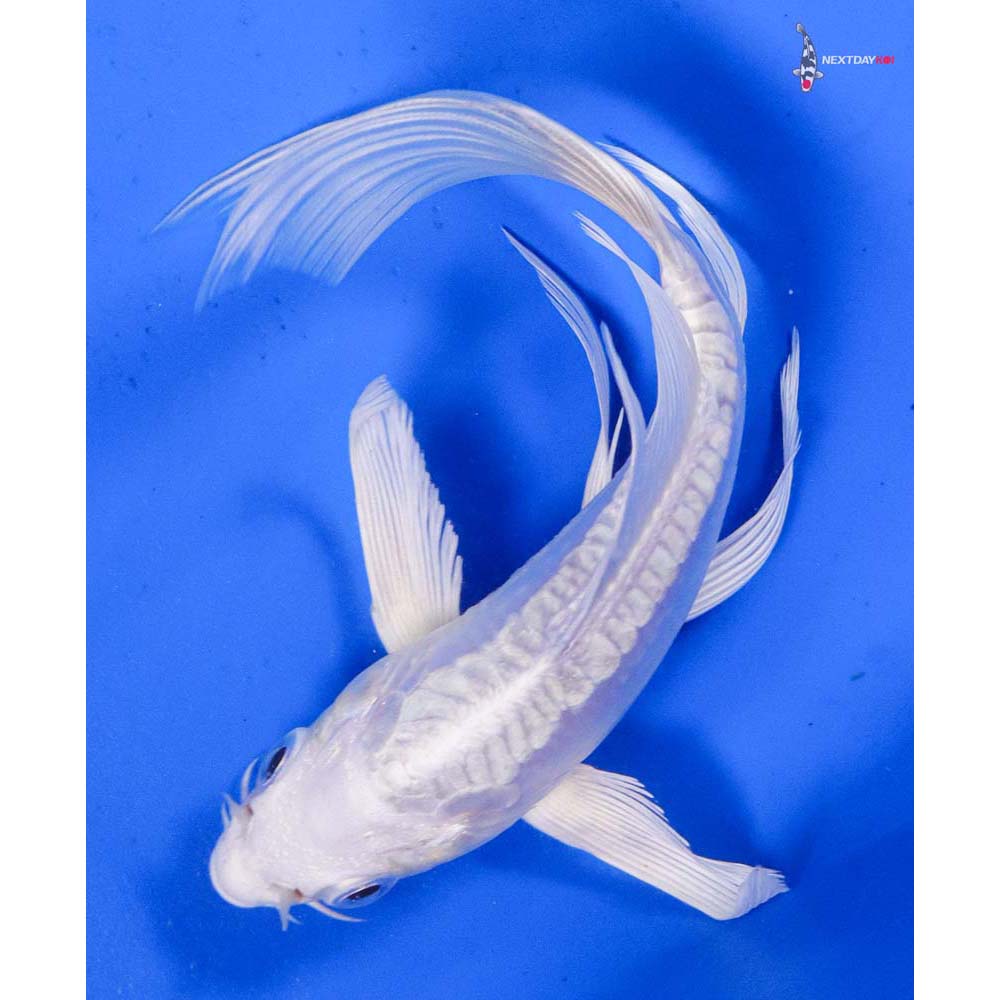 5” Imported Doitsu Platinum Ogon Butterfly Koi