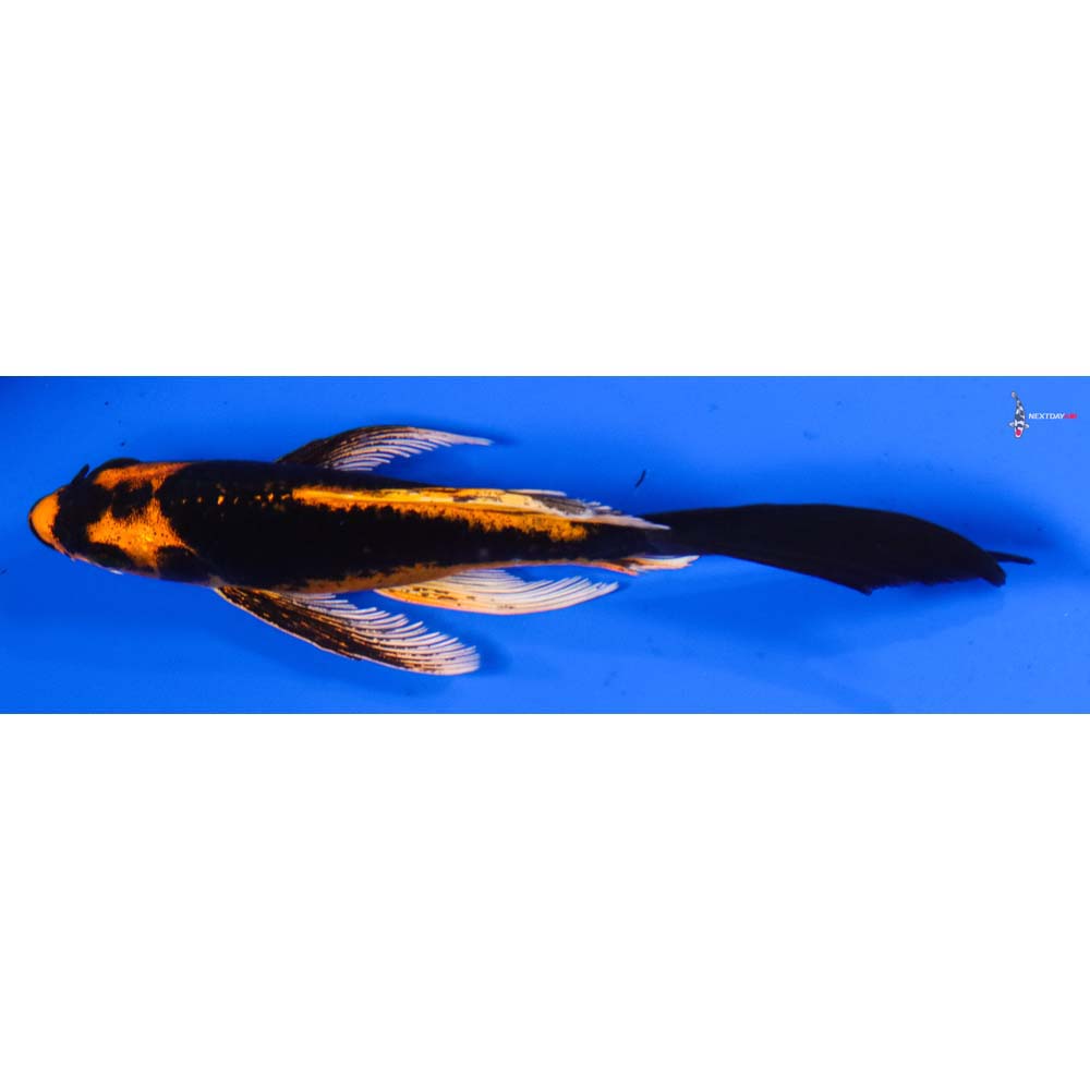 ☆korinko☆！ 5.5” Imported Kin Kikokuryu Butterfly Koi | Next Day Koi | Koi