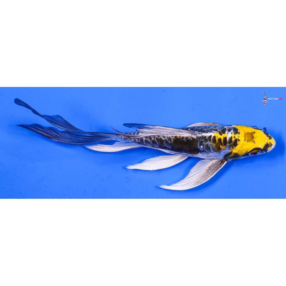 6” Imported Doitsu Kujaku Butterfly Koi