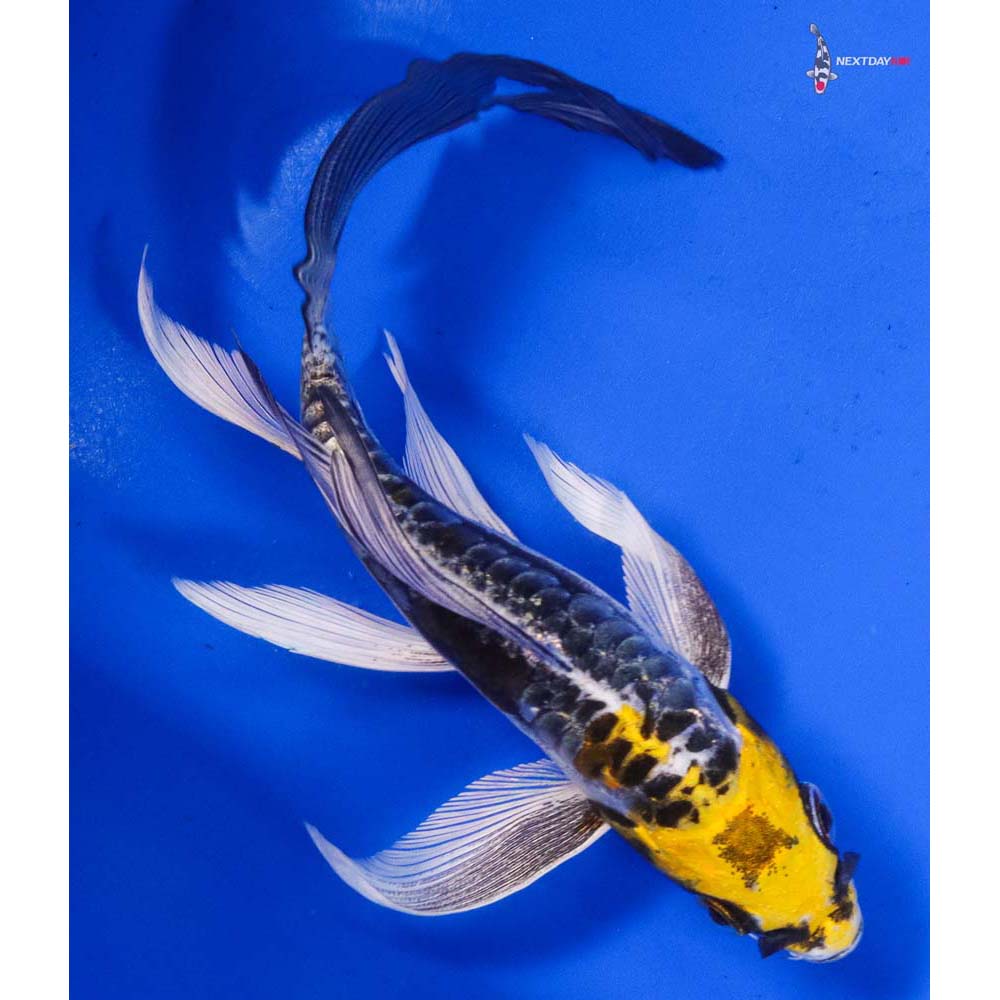6” Imported Doitsu Kujaku Butterfly Koi