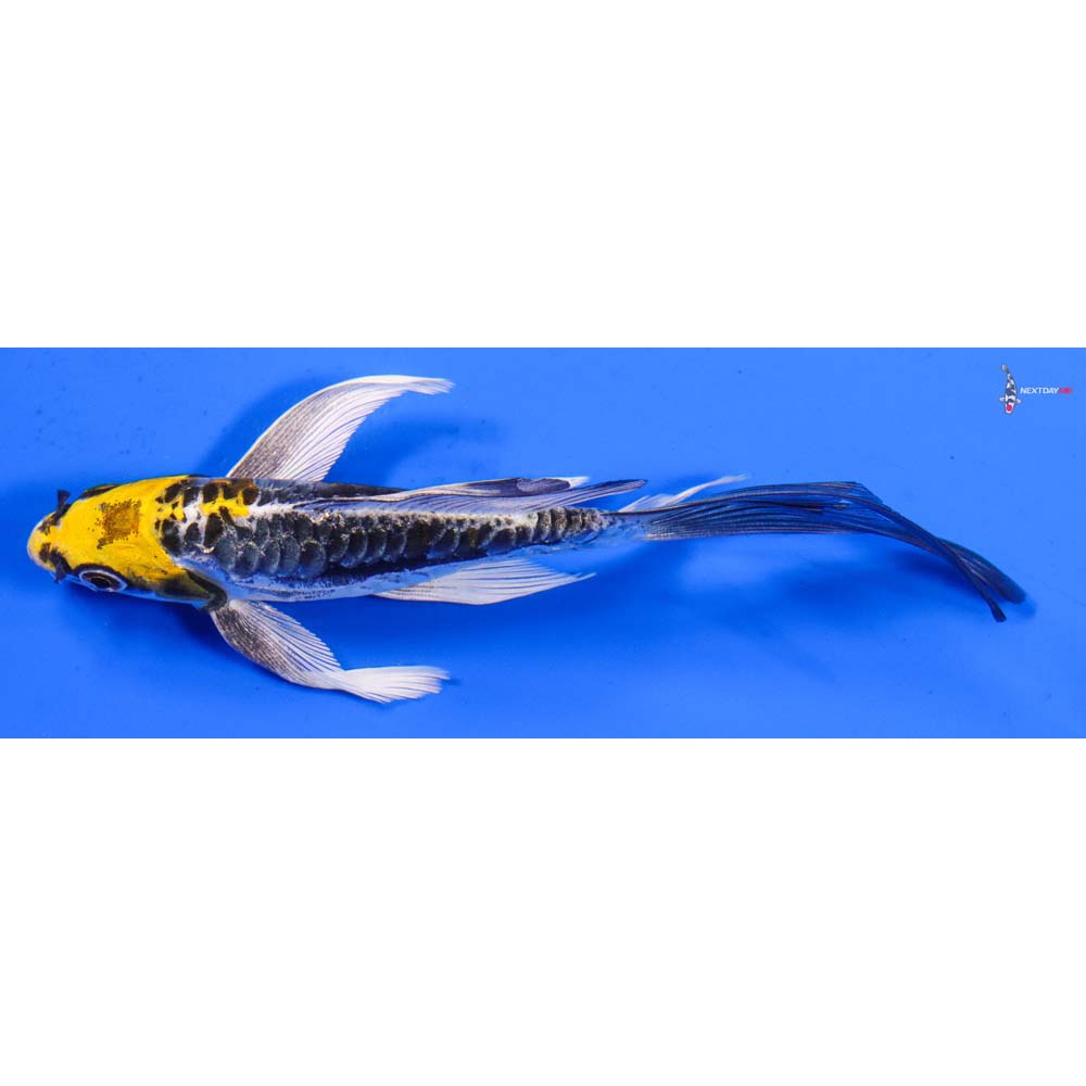 6” Imported Doitsu Kujaku Butterfly Koi