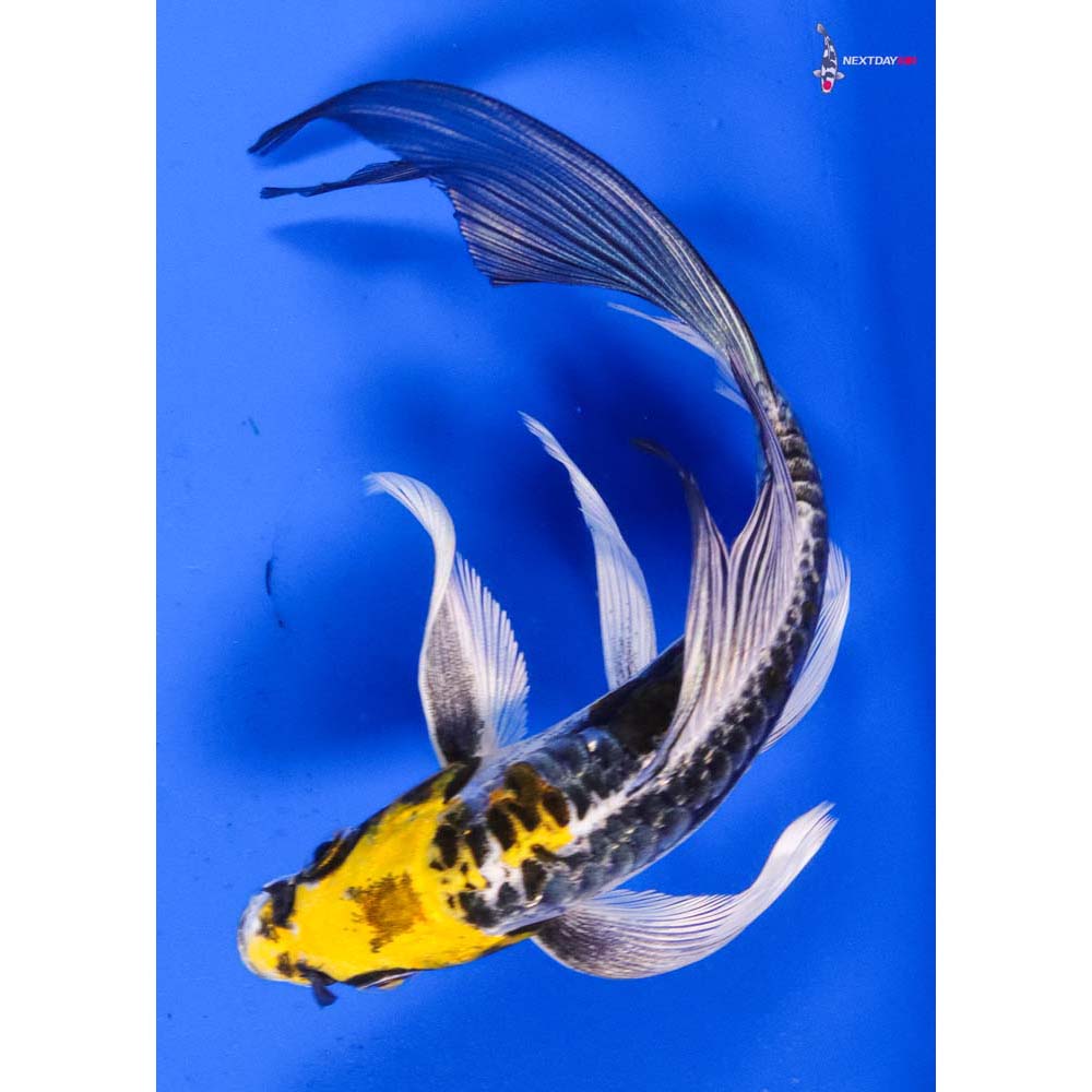 6” Imported Doitsu Kujaku Butterfly Koi