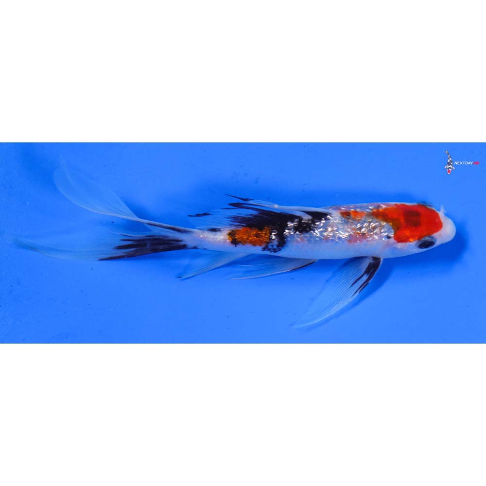 6” Imported Gin Rin Sanke Butterfly Koi