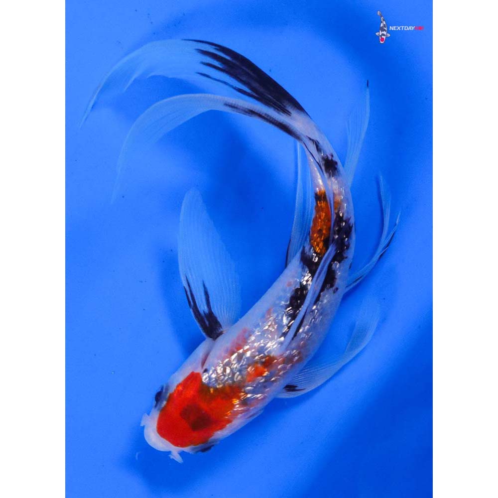 6” Imported Gin Rin Sanke Butterfly Koi