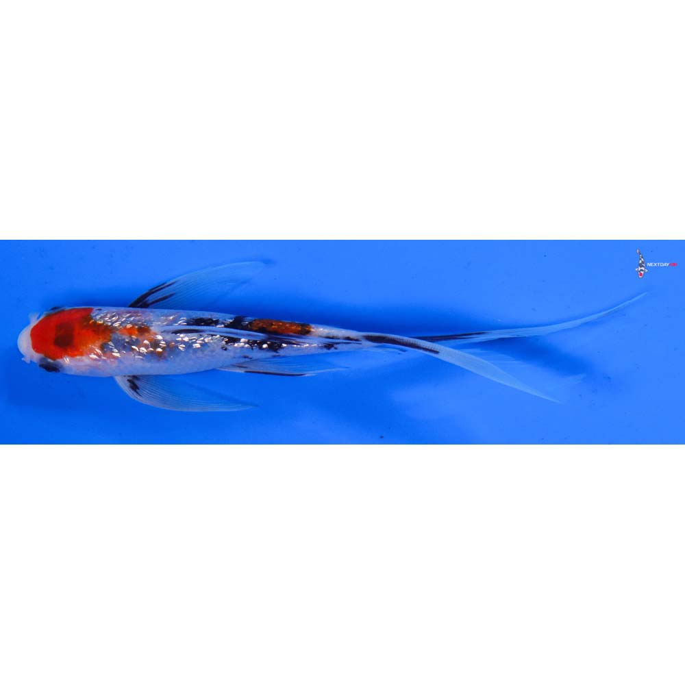 6” Imported Gin Rin Sanke Butterfly Koi