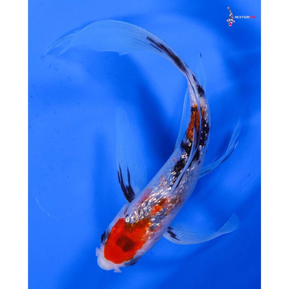 6” Imported Gin Rin Sanke Butterfly Koi