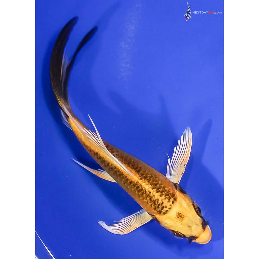 5.5” Imported Ki Matsuba Butterfly Koi