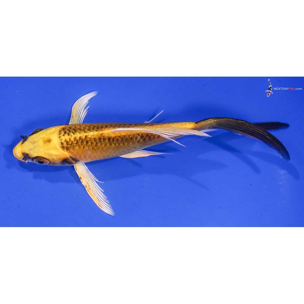 5.5” Imported Ki Matsuba Butterfly Koi
