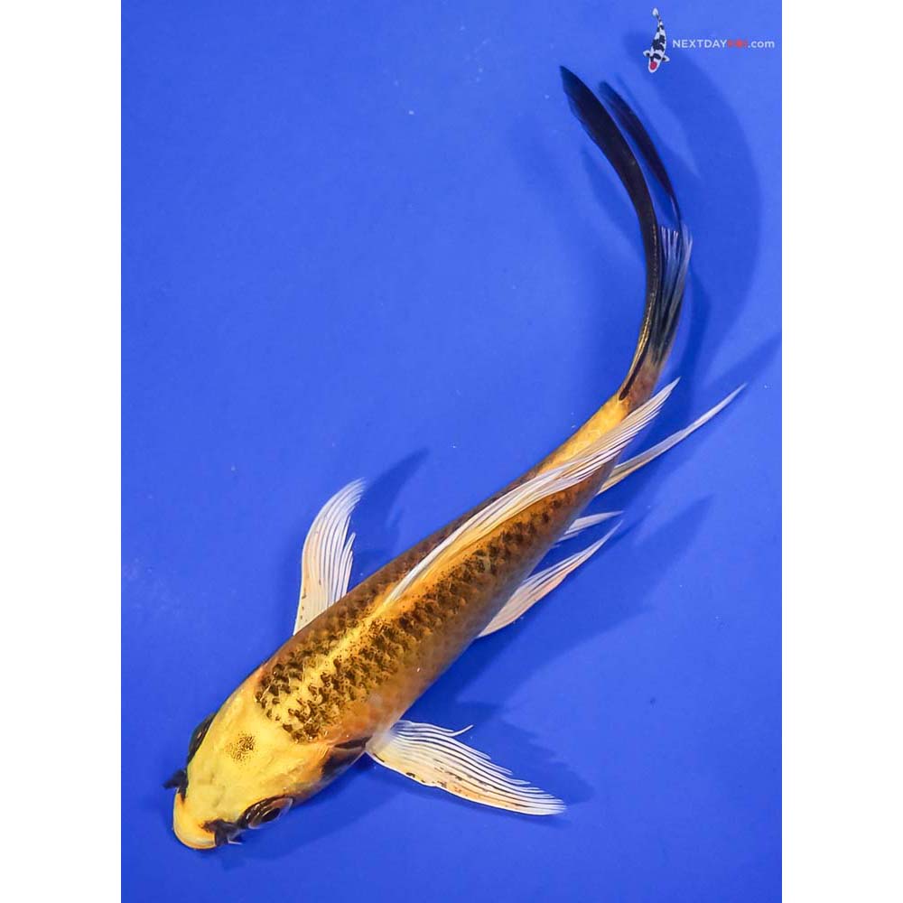 5.5” Imported Ki Matsuba Butterfly Koi