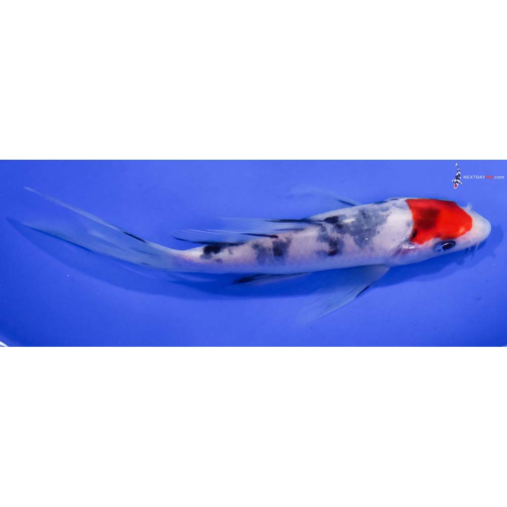 5.5” Imported Sanke Butterfly Koi
