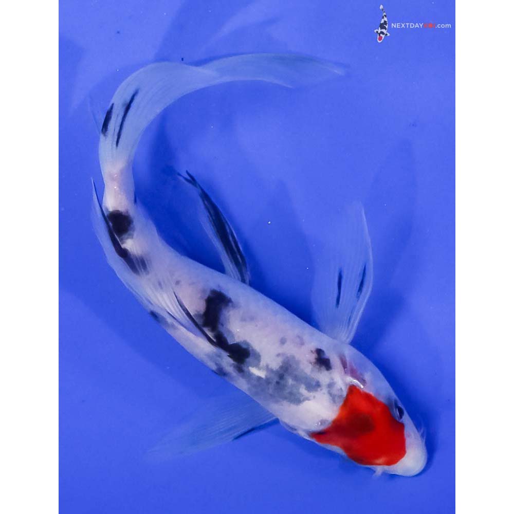 5.5” Imported Sanke Butterfly Koi