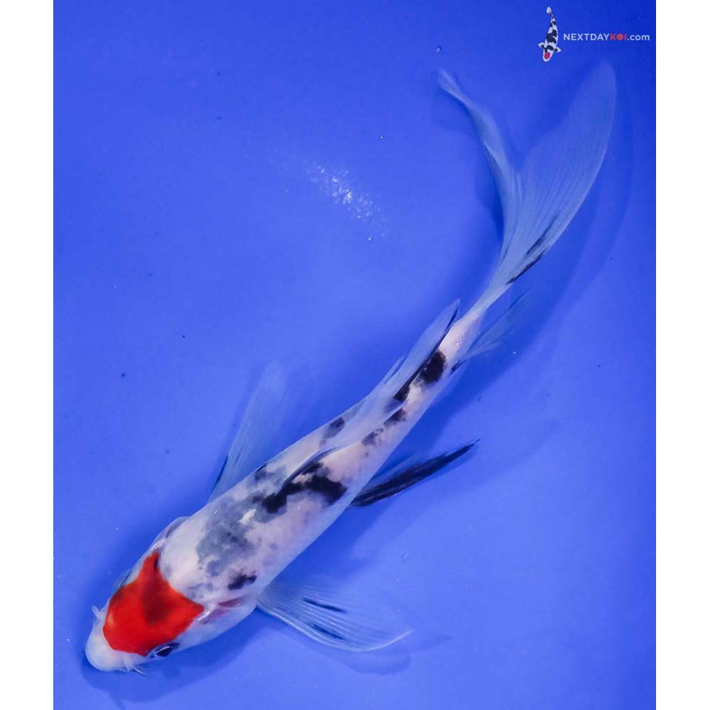 5.5” Imported Sanke Butterfly Koi