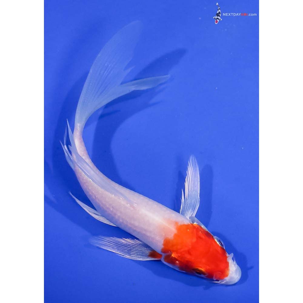 5.5” Imported Hariwake Butterfly Koi