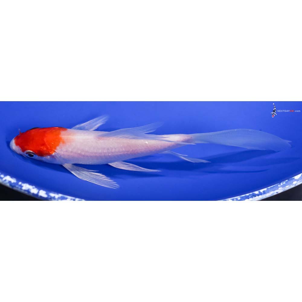 5.5” Imported Hariwake Butterfly Koi