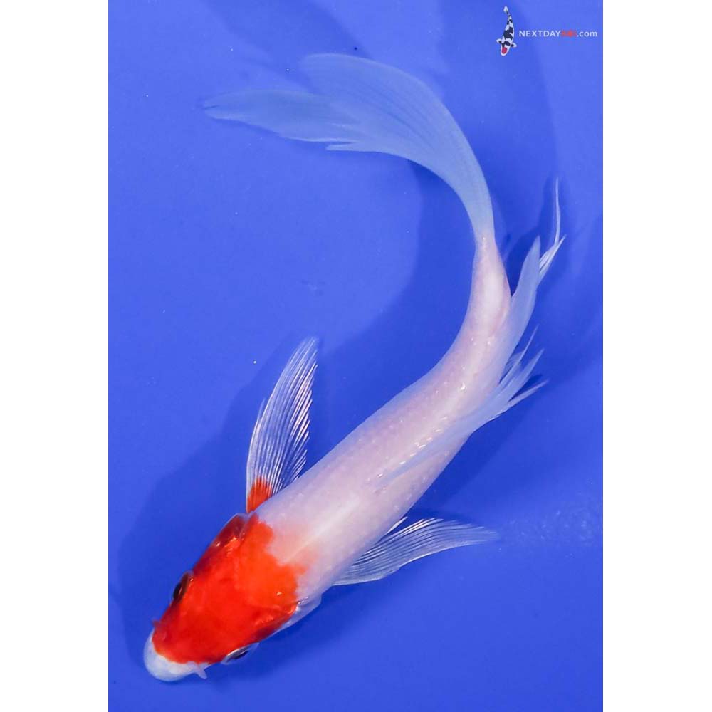 5.5” Imported Hariwake Butterfly Koi