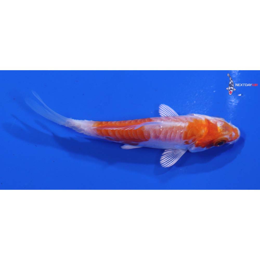 3” Imported Armor Scaled Hariwake