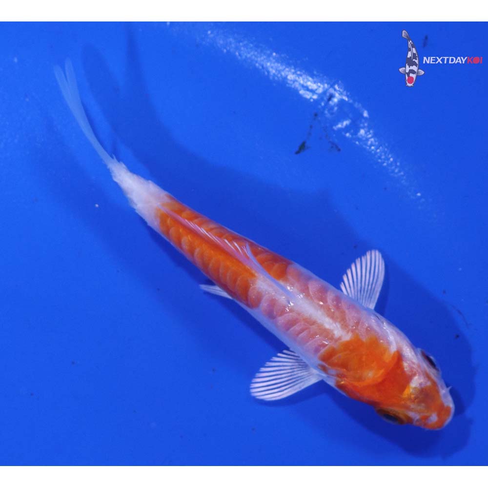 3” Imported Armor Scaled Hariwake