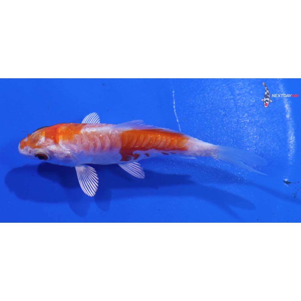 3” Imported Armor Scaled Hariwake