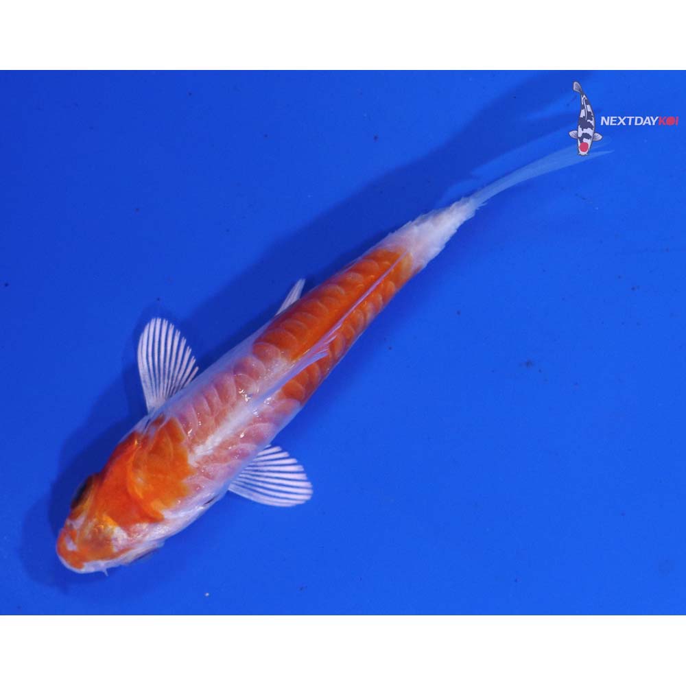 3” Imported Armor Scaled Hariwake