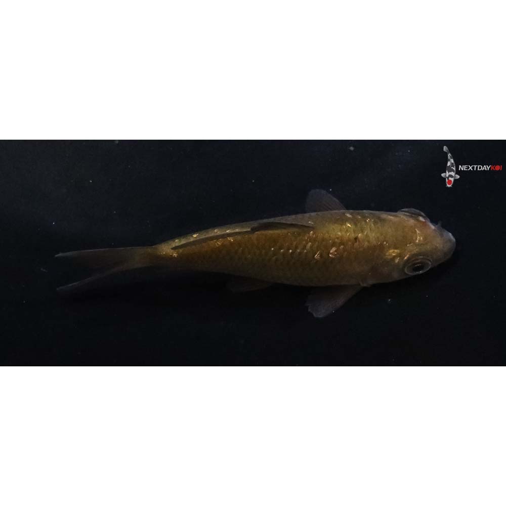 3” Imported Chagoi