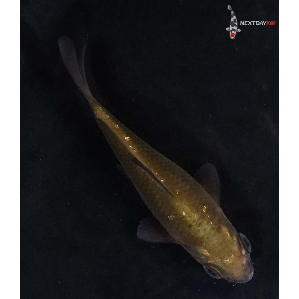 3” Imported Chagoi