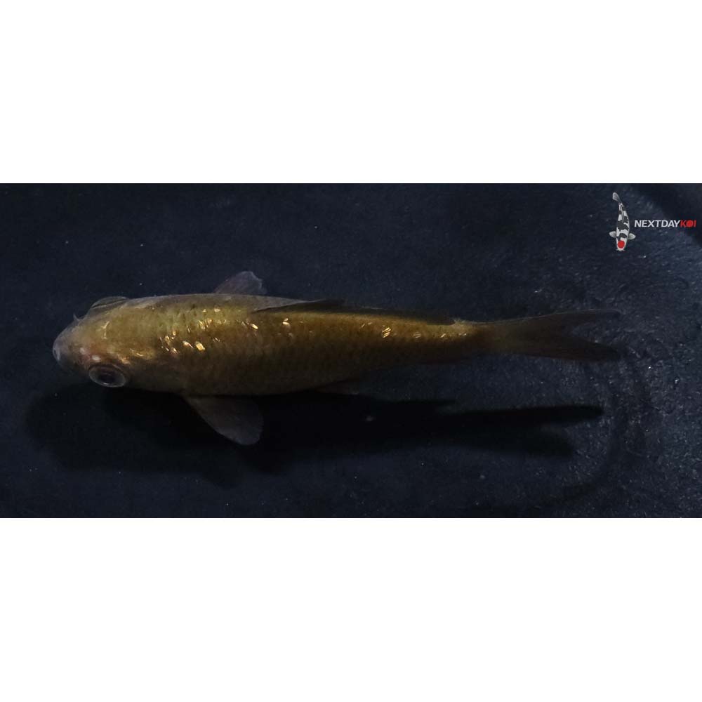 3” Imported Chagoi