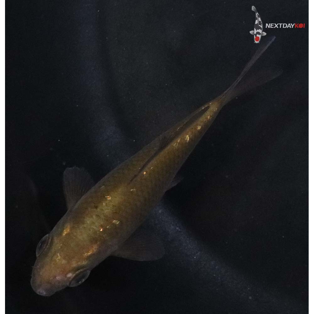 3” Imported Chagoi