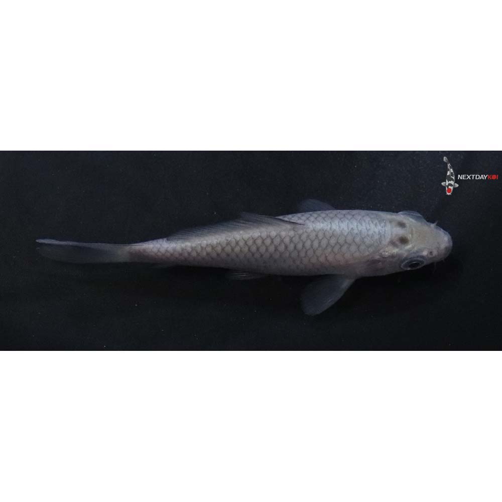 3” Imported Soragoi