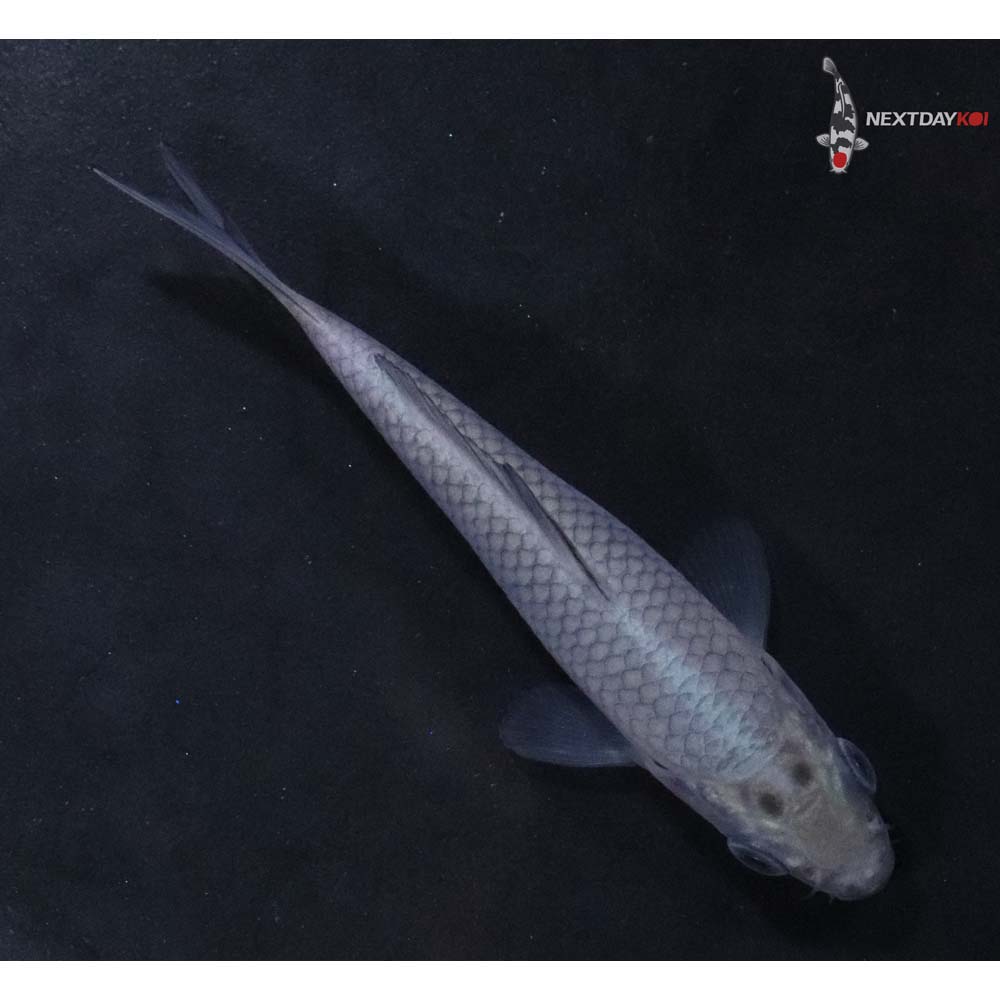 3” Imported Soragoi