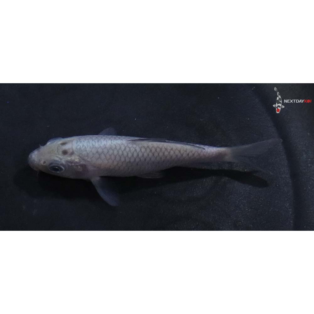 3” Imported Soragoi