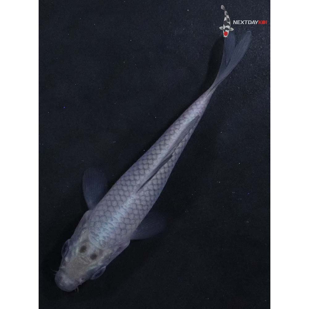 3” Imported Soragoi