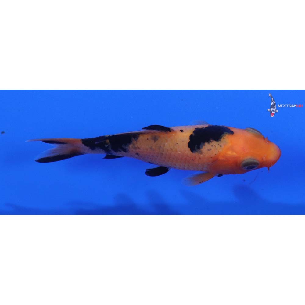 3” Imported Aka Bekko