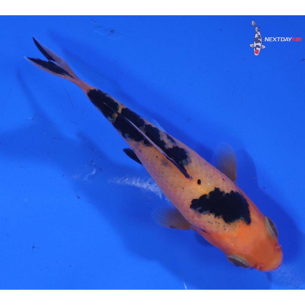 3” Imported Aka Bekko