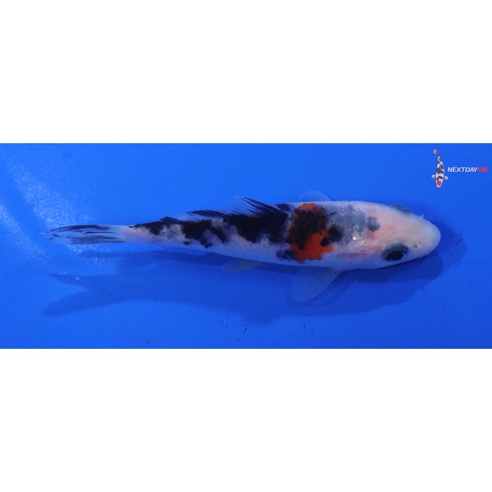 3.5” Imported Sanke